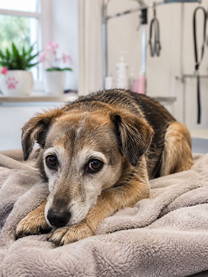 Ruhige und behutsame Fellpflege für sensible Hunde