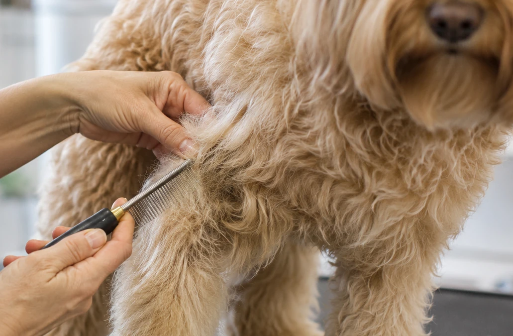 Verfilztes Hundefell wird im Hundesalon Pfötle Paradies schonend gelöst.