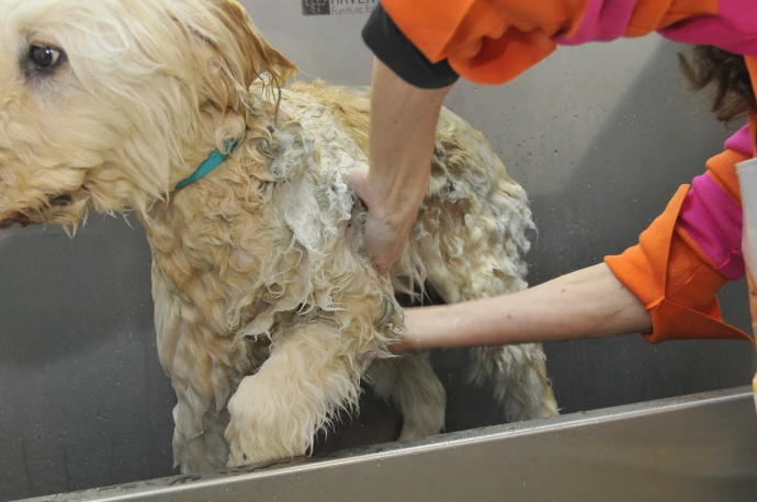 Hund beim schonenden Baden und Föhnen im Hundesalon Pfötle Paradies in Berglen