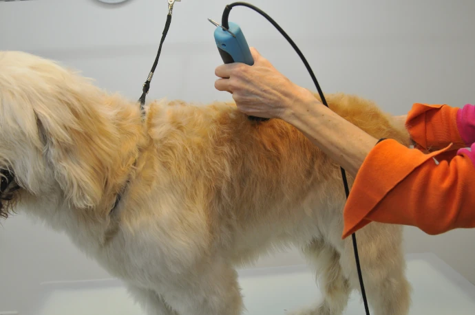 Hund wird fachgerecht im Hundesalon Pfötle Paradies geschnitten