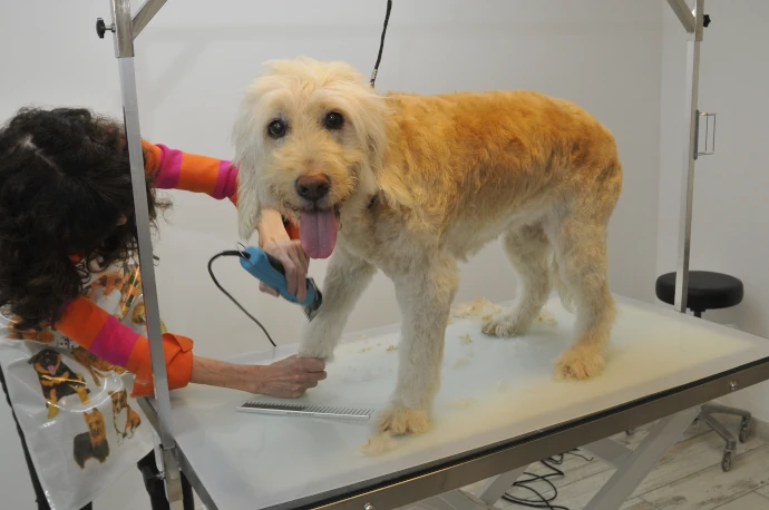 Fachgerechtes Trimmen eines Hundes im Hundesalon Pfötle Paradies in Berglen