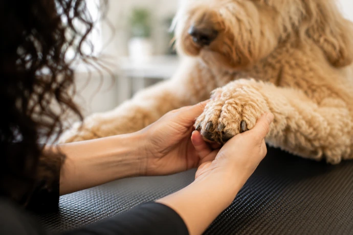 Hundepfote wird im Hundesalon Pfötle Paradies ruhig und behutsam gehalten.