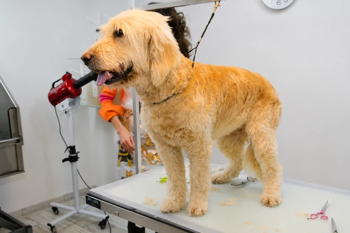 Großer Hund nach einem individuell abgestimmten Schnitt im Hundesalon Pfötle Paradies in Berglen