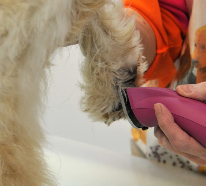 Handtrimmen eines rauhaarigen Hundes im Hundesalon Pfötle Paradies