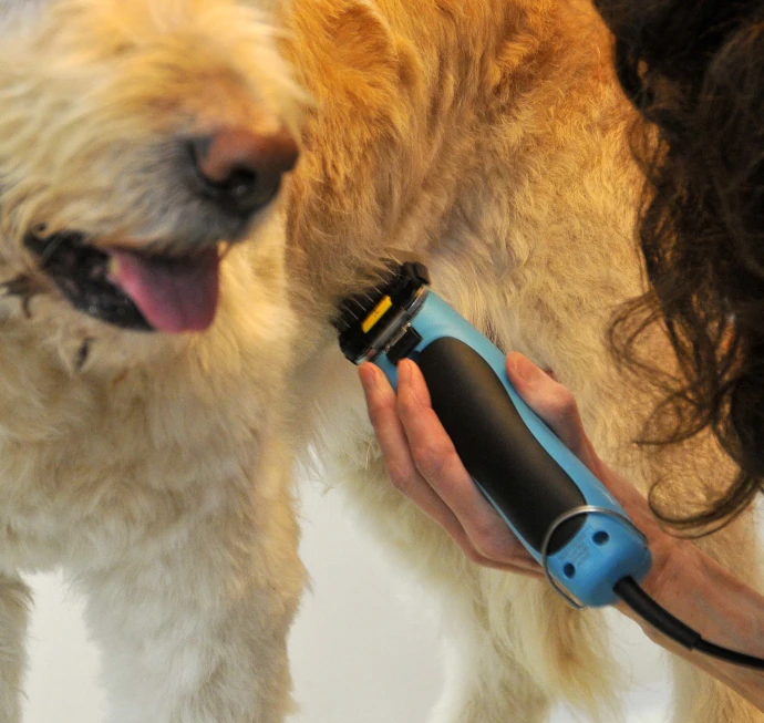 Ruhiges Handtrimmen eines Hundes im Hundesalon Pfötle Paradies