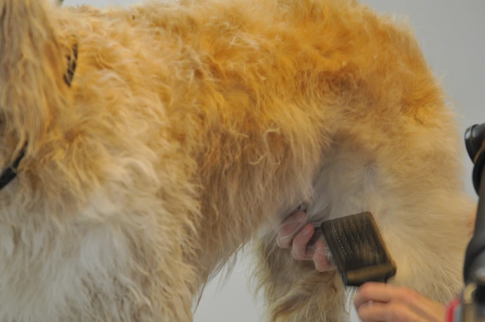 Unterwolle beim Hund professionell im Hundesalon Pfötle Paradies entfernen