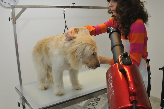 Ruhige und helle Innenansicht des Hundesalons in Berglen