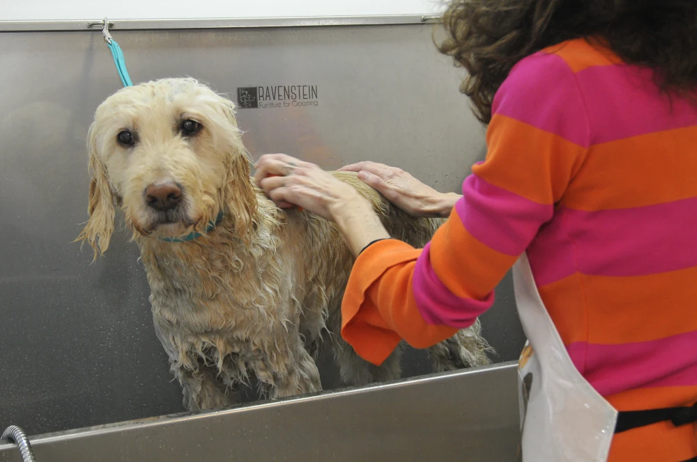 Sorgfältige und hygienische Fellpflege im Hundesalon Pfötle Paradies in Berglen
